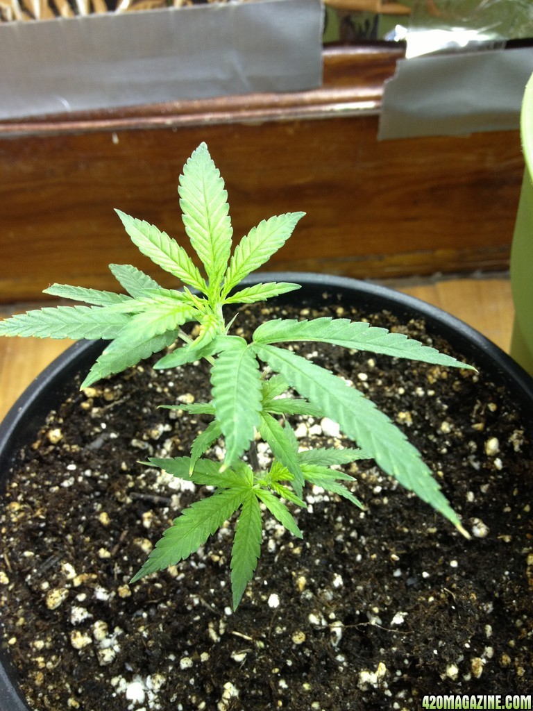 Grand Daddy Purp Grow from Seed