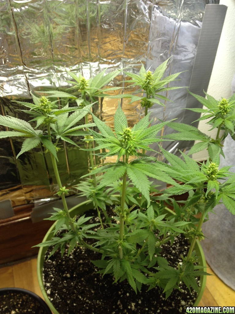 Grand Daddy Purp Grow from Seed