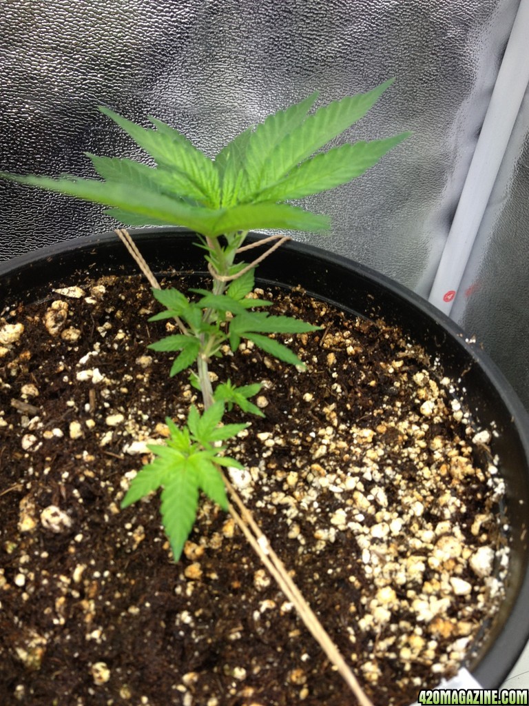 Grand Daddy Purp Grow from Seed