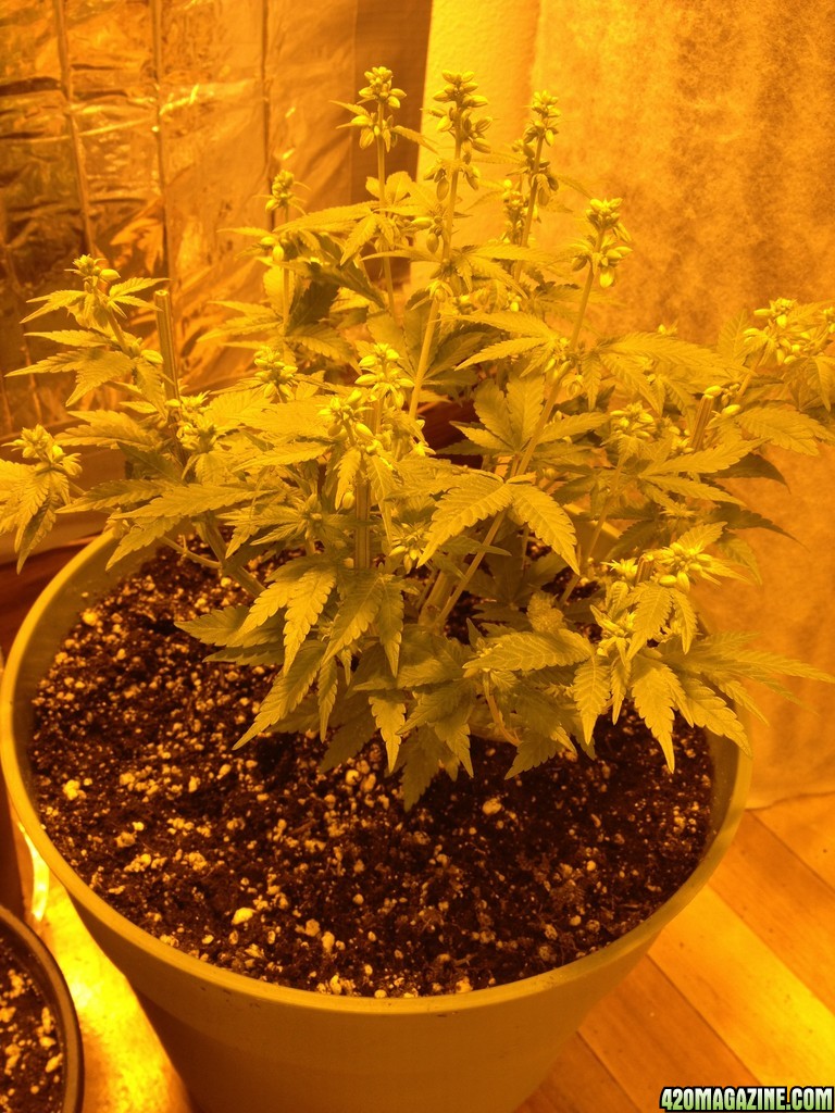 Grand Daddy Purp Grow from Seed