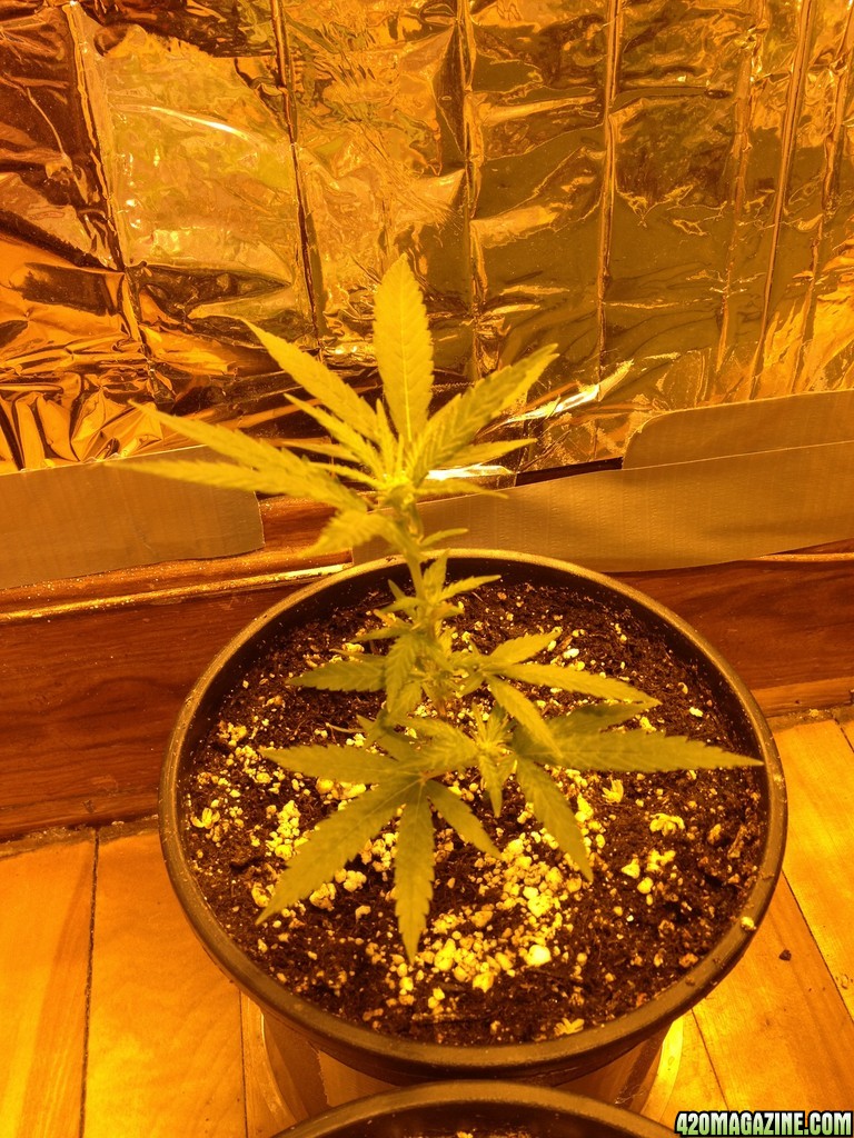 Grand Daddy Purp Grow from Seed