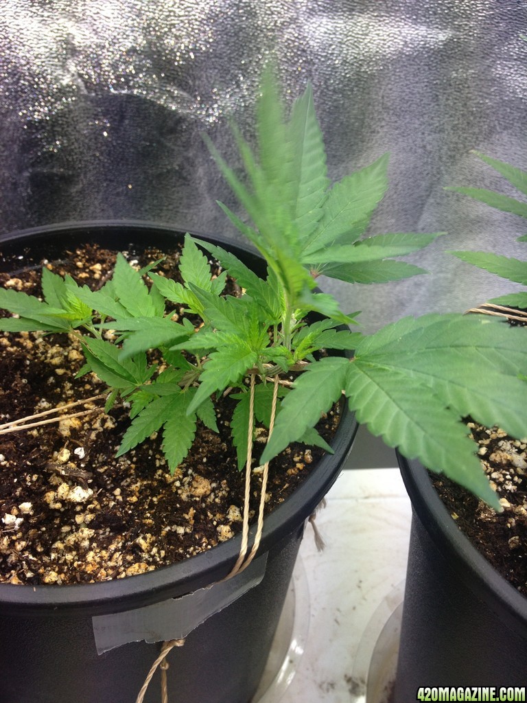 Grand Daddy Purp Grow from Seed