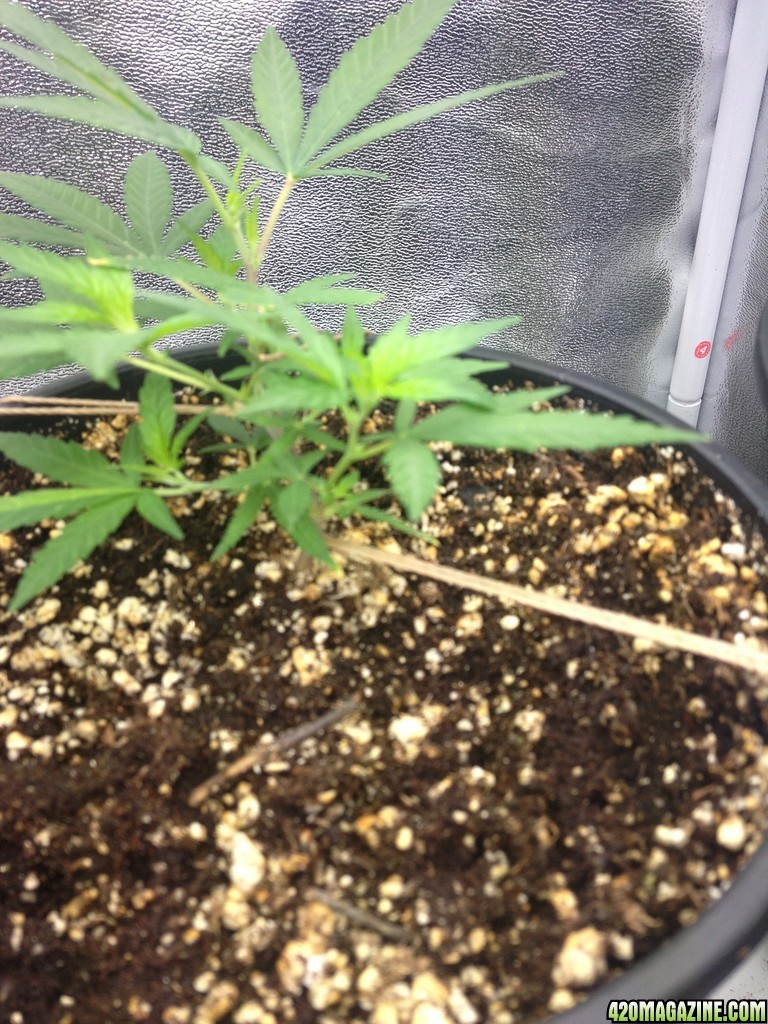 Grand Daddy Purp Grow from Seed