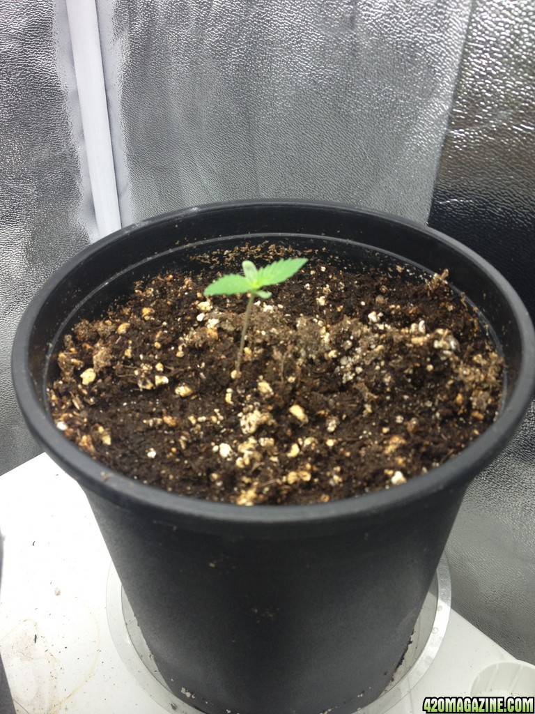 Grand Daddy Purp Grow from Seed