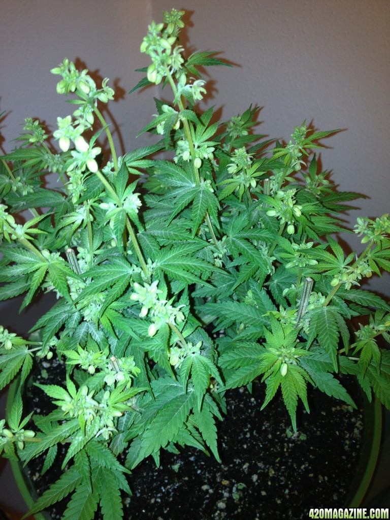 Grand Daddy Purp Grow from Seed