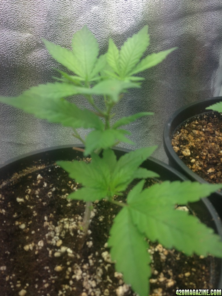 Grand Daddy Purp Grow from Seed