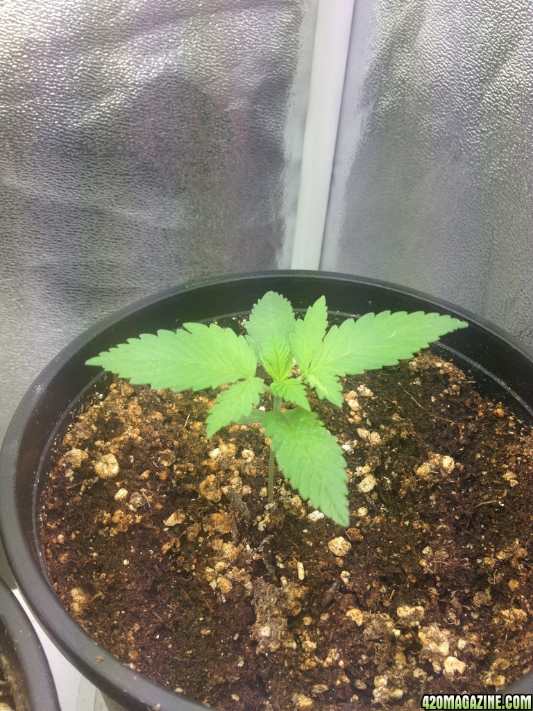 Grand Daddy Purp Grow from Seed