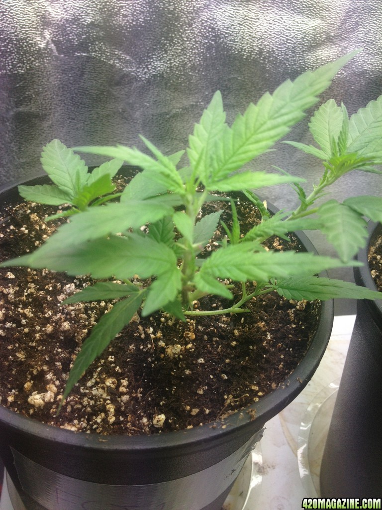 Grand Daddy Purp Grow from Seed