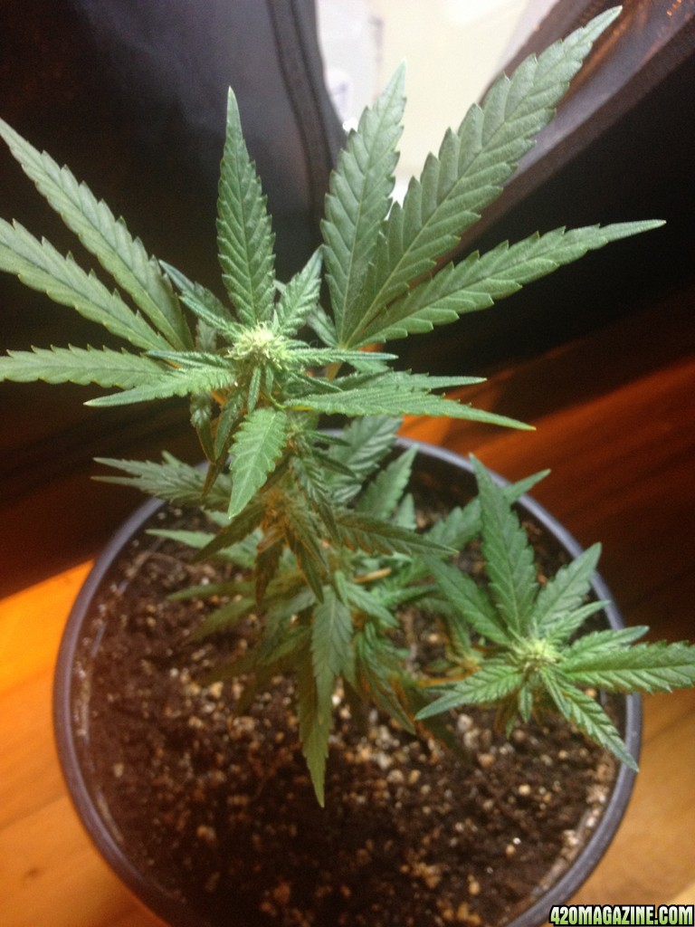 Grand Daddy Purp Grow from Seed