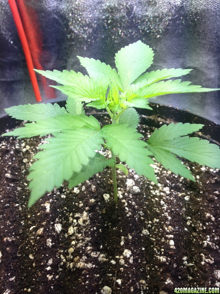 Grand Daddy Purp Grow from Seed