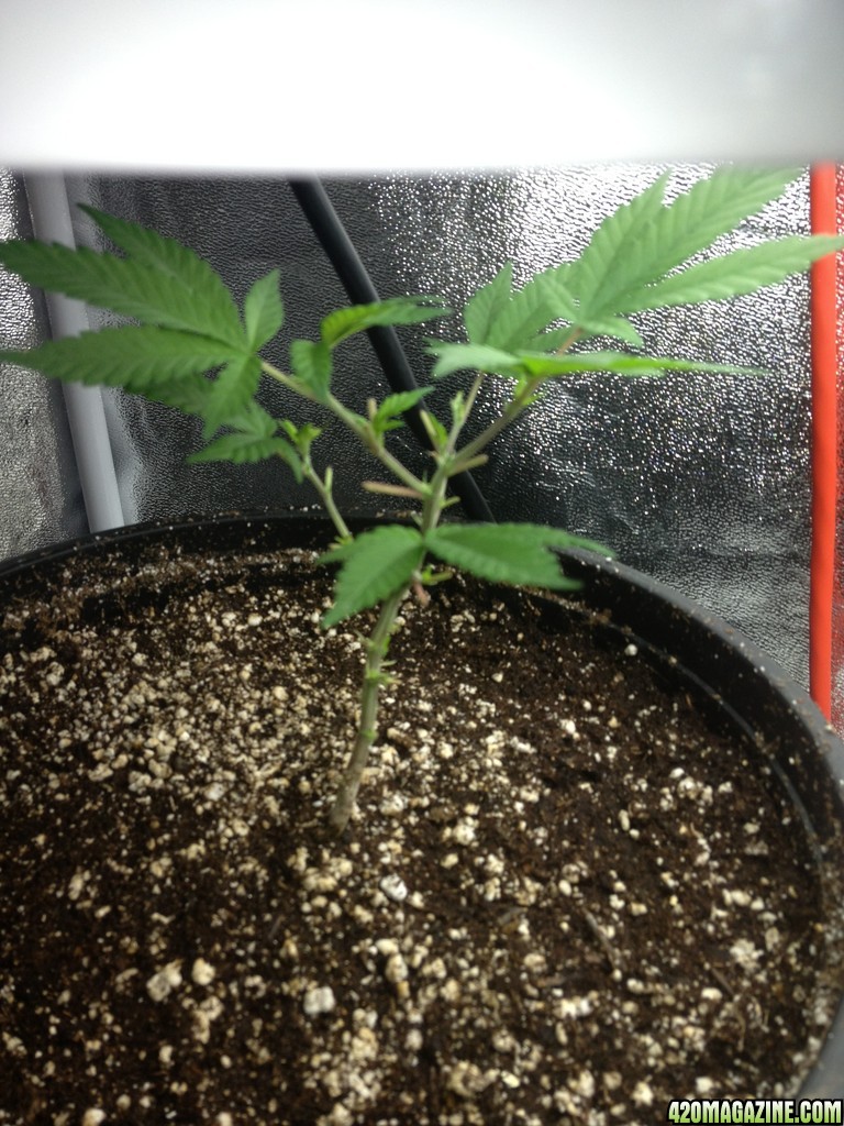 Grand Daddy Purp Grow from Seed