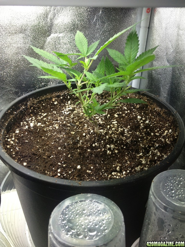 Grand Daddy Purp Grow from Seed