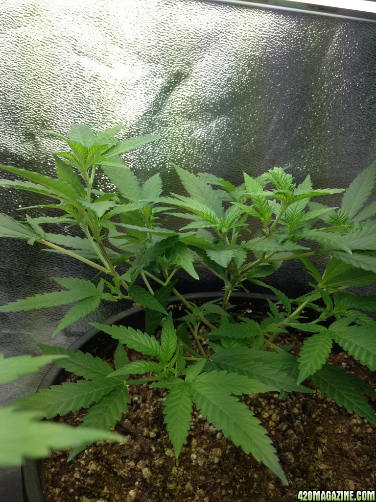 Grand Daddy Purp Grow from Seed