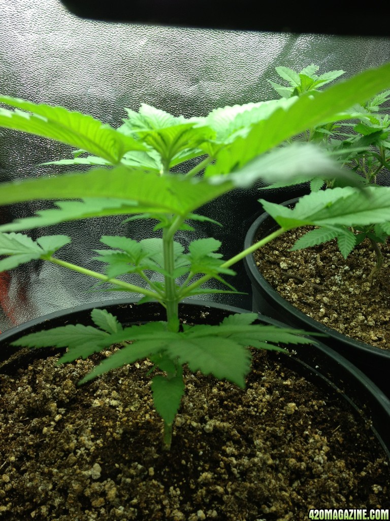 Grand Daddy Purp Grow from Seed