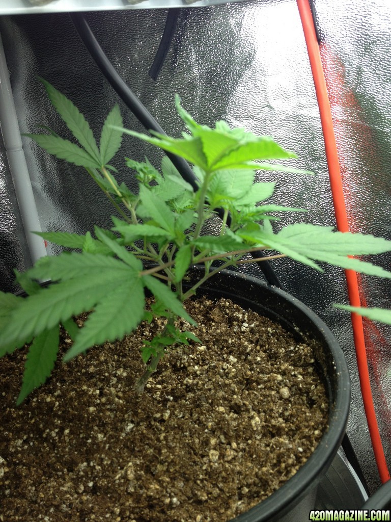 Grand Daddy Purp Grow from Seed