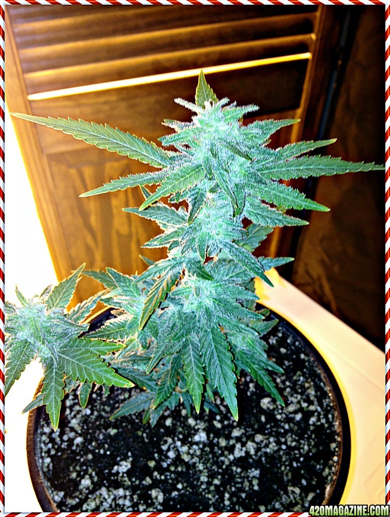 Grand Daddy Purp Grow from Seed