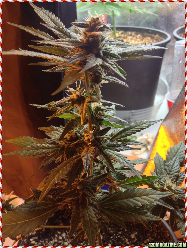 Grand Daddy Purp Grow from Seed