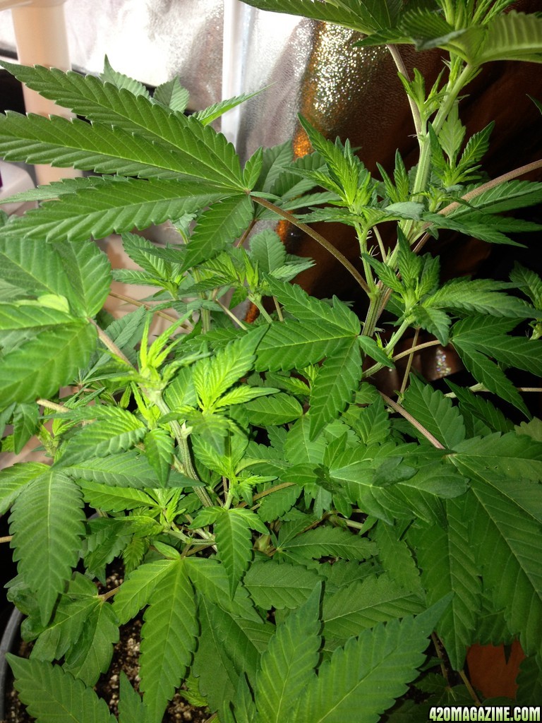 Grand Daddy Purp Grow from Seed