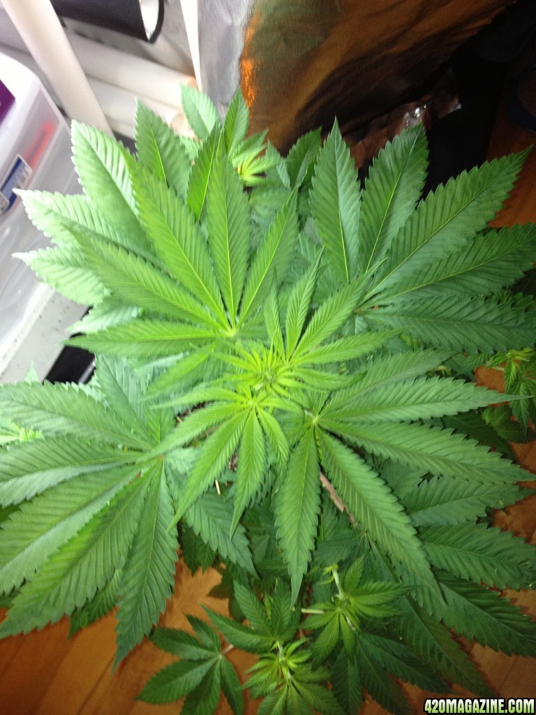 Grand Daddy Purp Grow from Seed