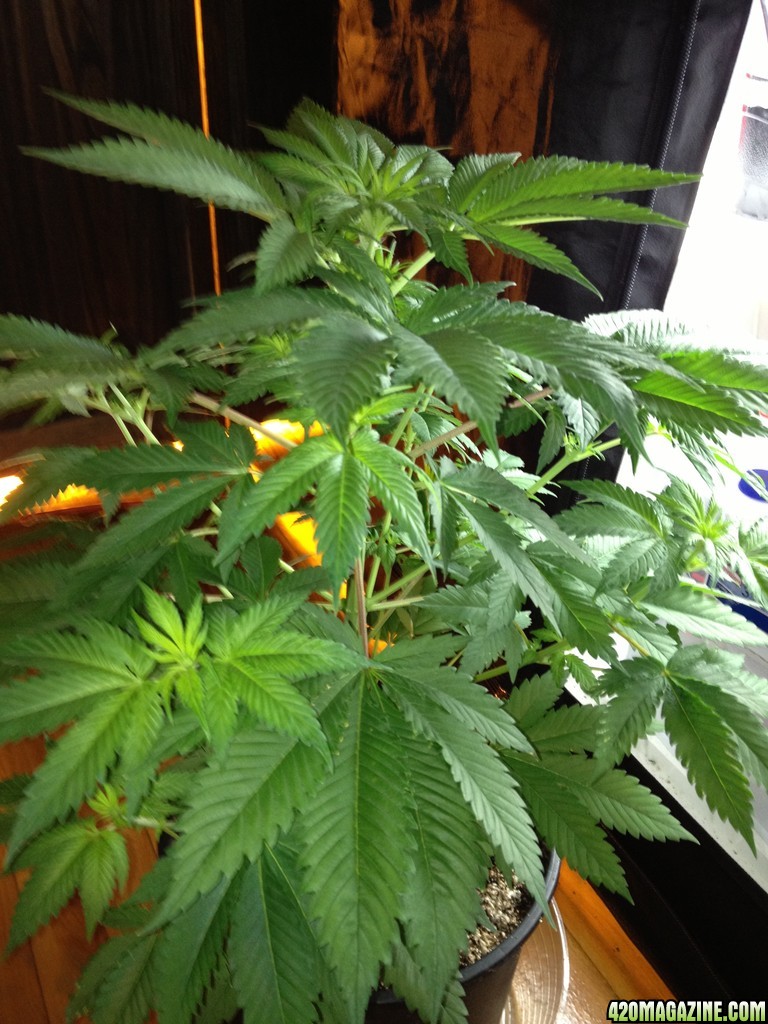 Grand Daddy Purp Grow from Seed