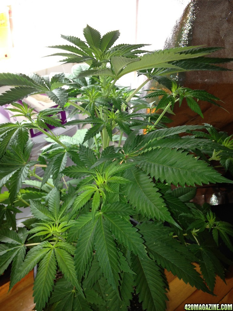 Grand Daddy Purp Grow from Seed