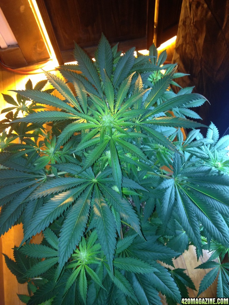 Grand Daddy Purp Grow from Seed