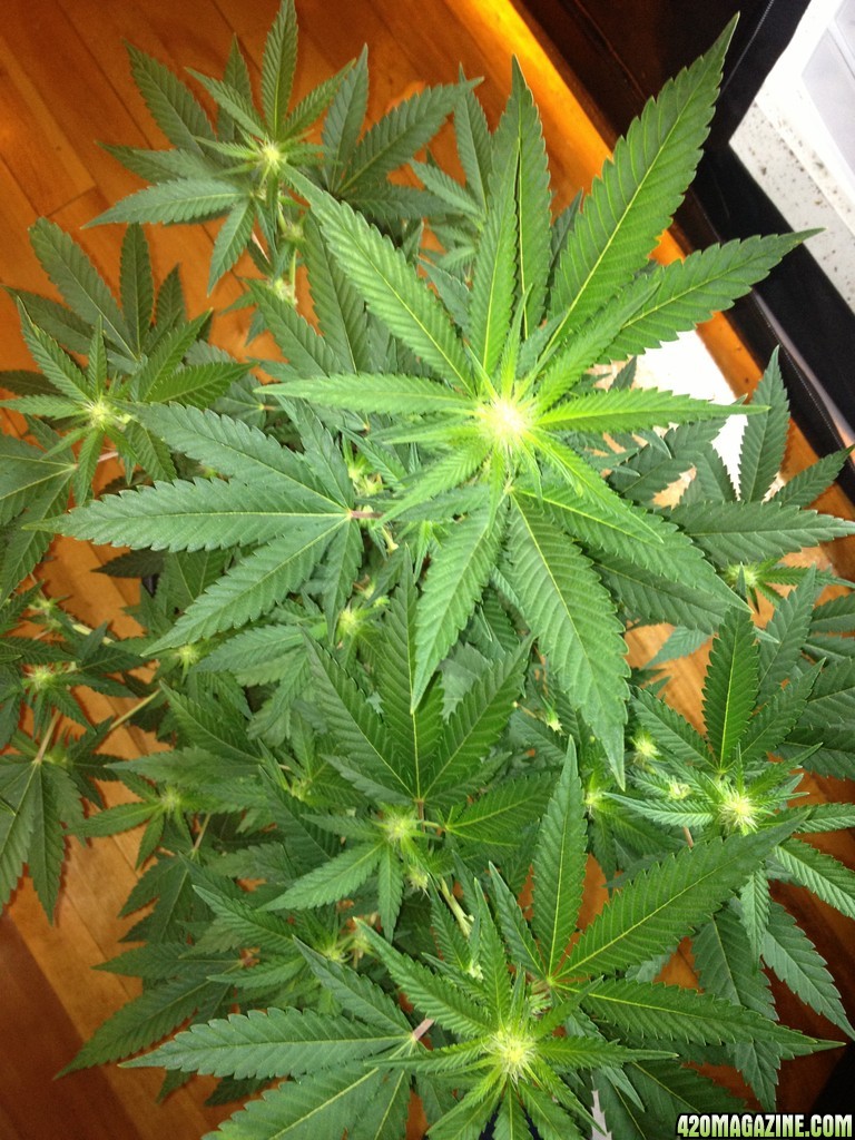 Grand Daddy Purp Grow from Seed