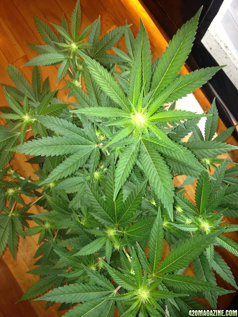 Grand Daddy Purp Grow from Seed