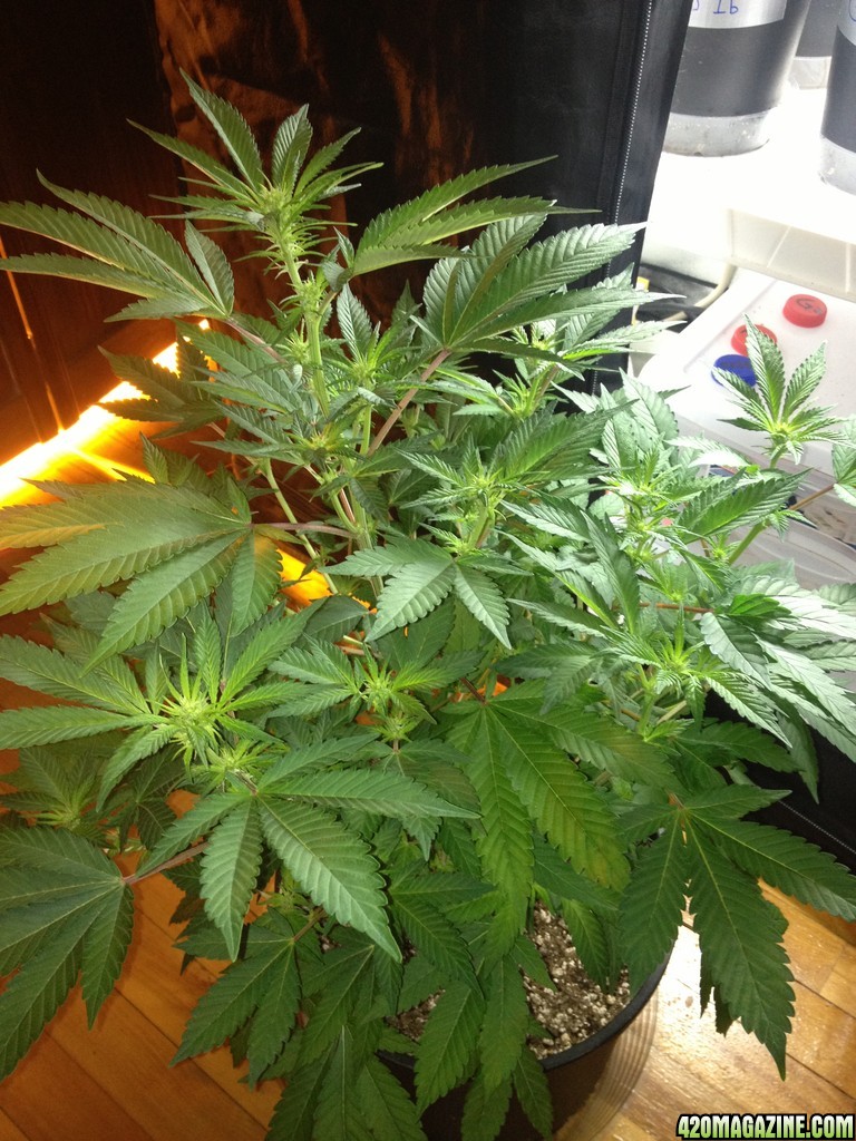 Grand Daddy Purp Grow from Seed