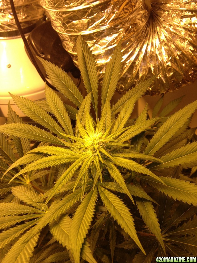 Grand Daddy Purp Grow from Seed