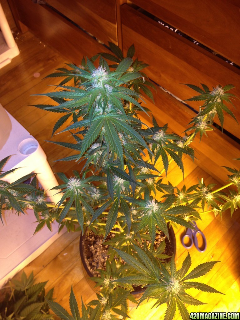 Grand Daddy Purp Grow from Seed