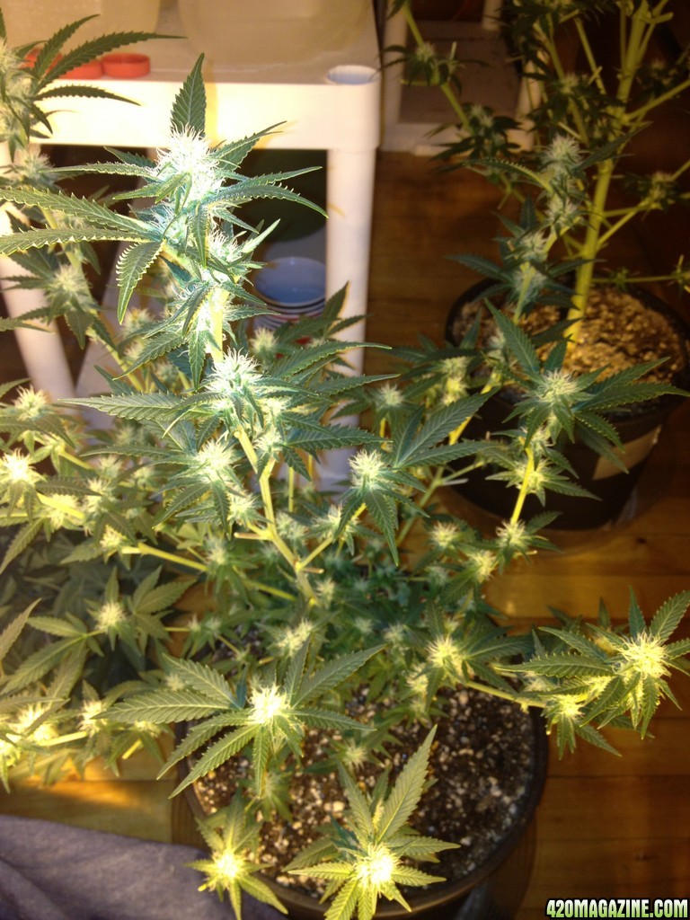 Grand Daddy Purp Grow from Seed