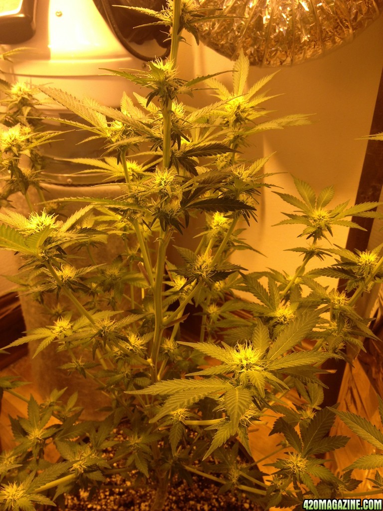 Grand Daddy Purp Grow from Seed