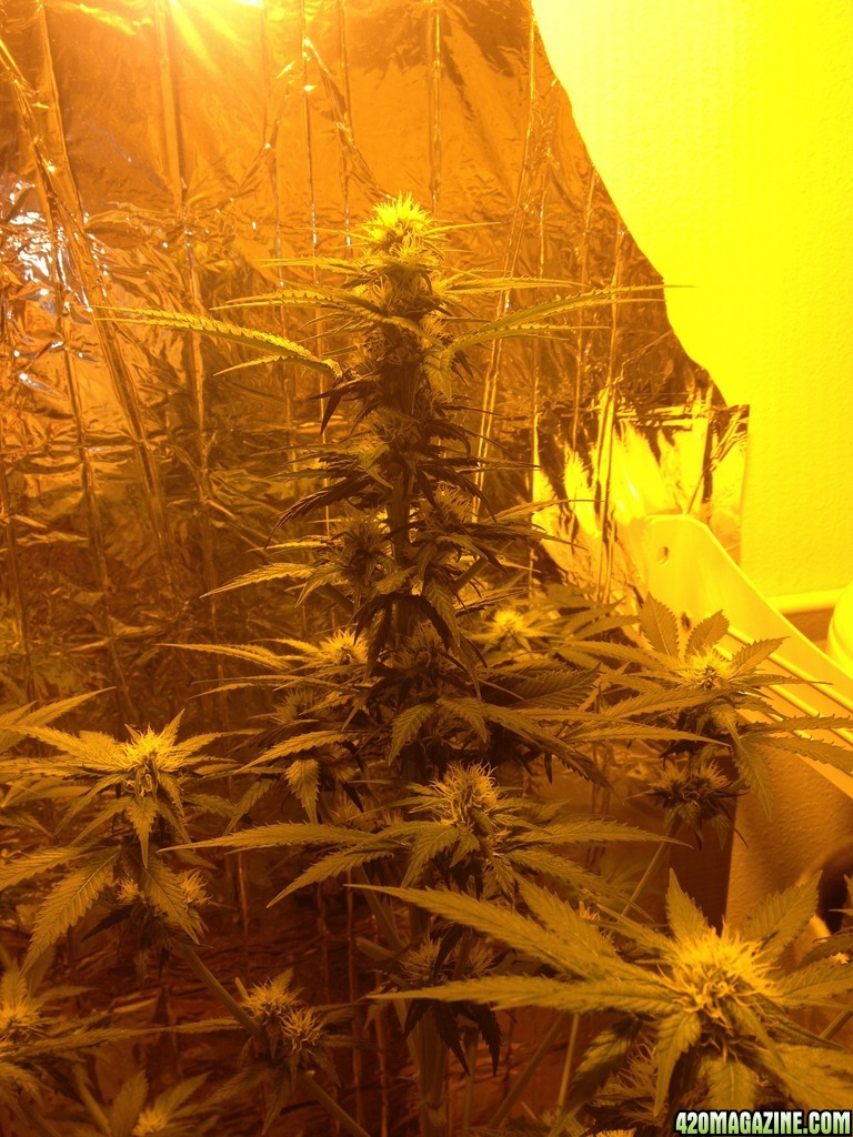 Grand Daddy Purp Grow from Seed