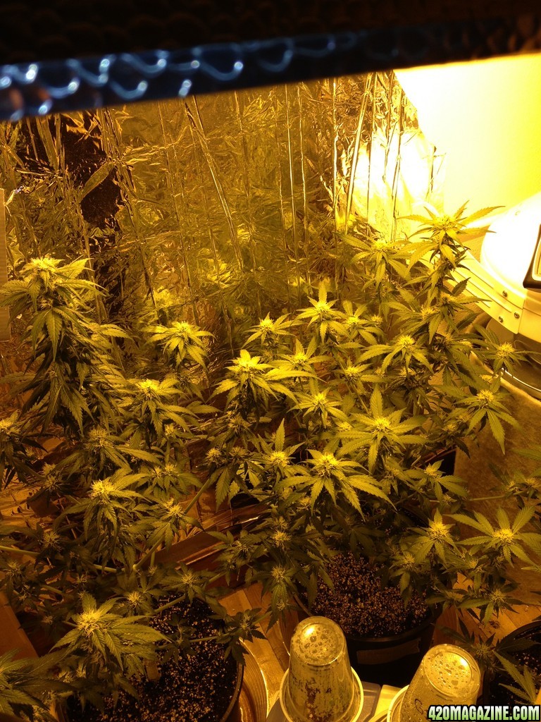 Grand Daddy Purp Grow from Seed