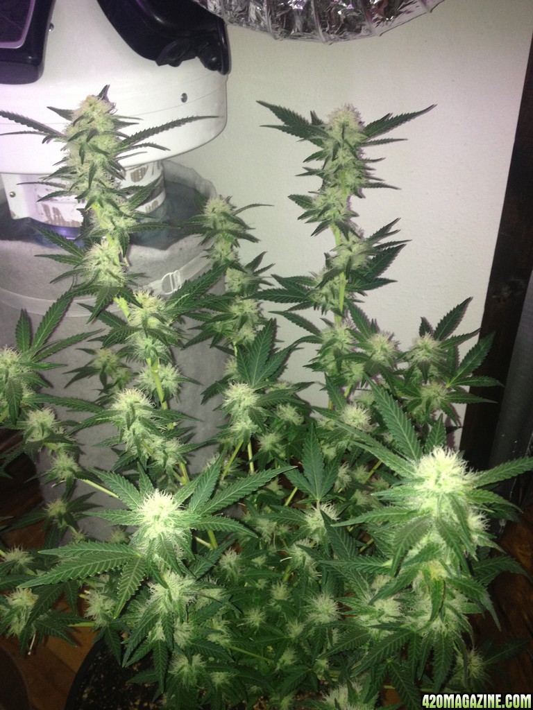 Grand Daddy Purp Grow from Seed