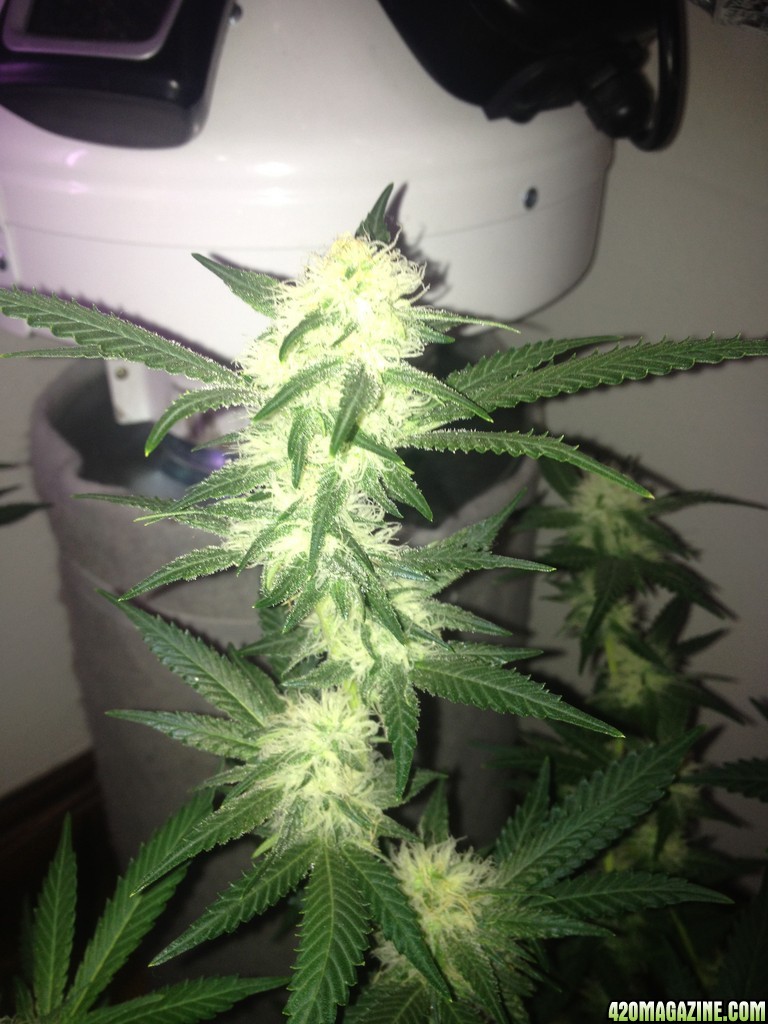 Grand Daddy Purp Grow from Seed