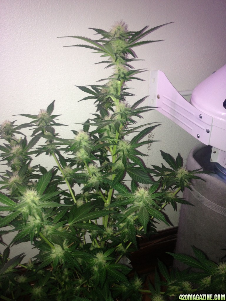 Grand Daddy Purp Grow from Seed