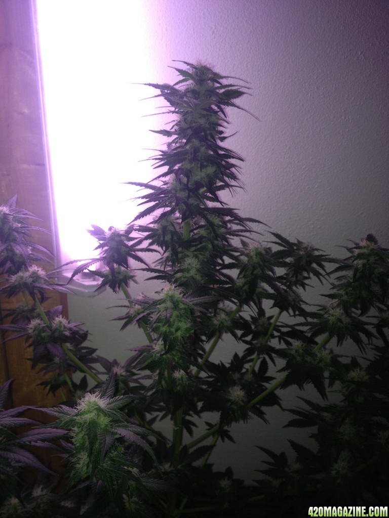 Grand Daddy Purp Grow from Seed