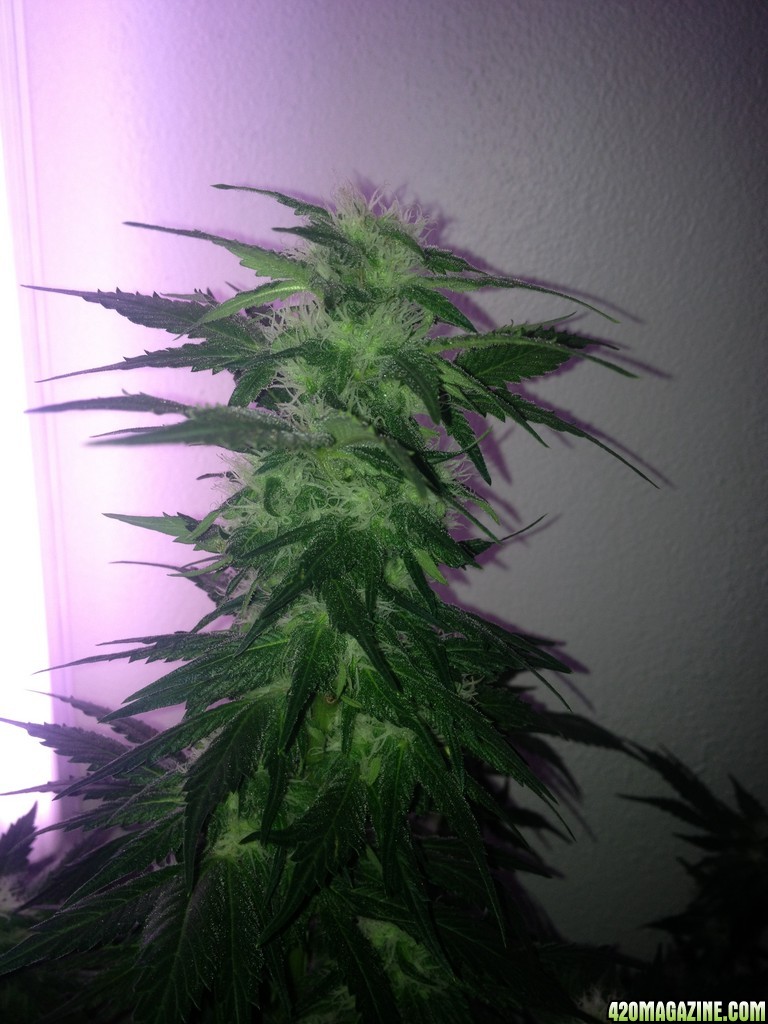 Grand Daddy Purp Grow from Seed