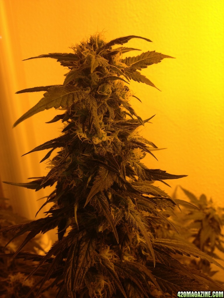 Grand Daddy Purp Grow from Seed