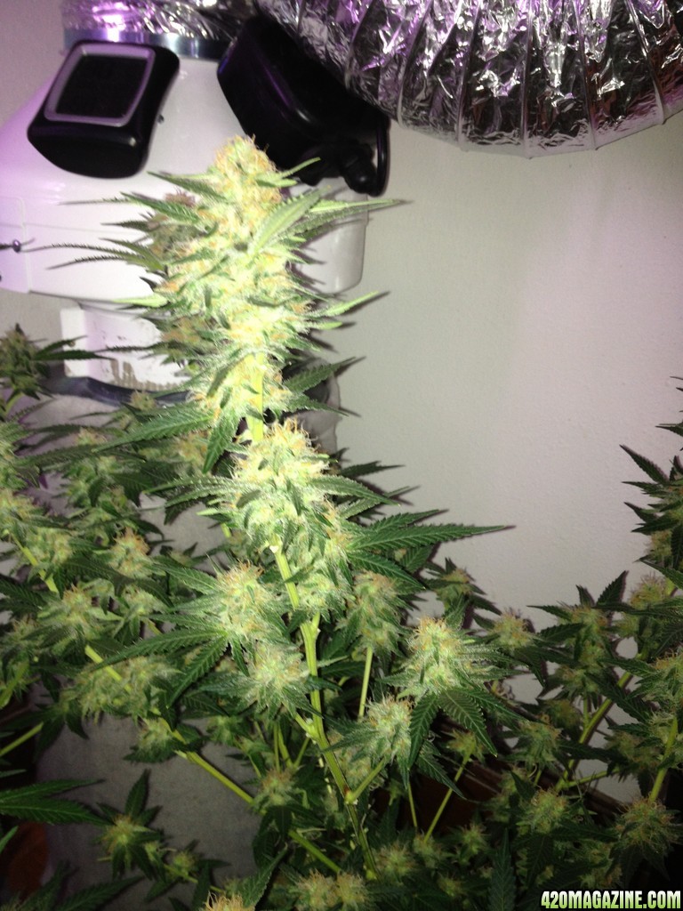 Grand Daddy Purp Grow from Seed