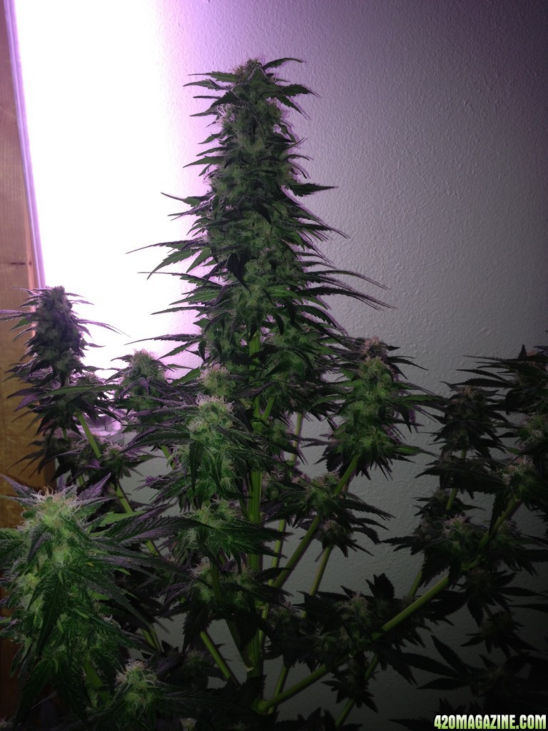 Grand Daddy Purp Grow from Seed