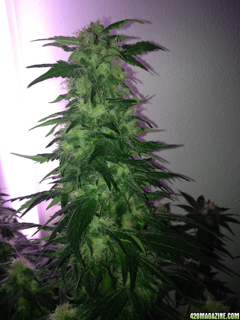 Grand Daddy Purp Grow from Seed