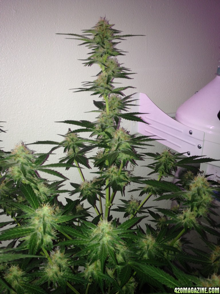 Grand Daddy Purp Grow from Seed