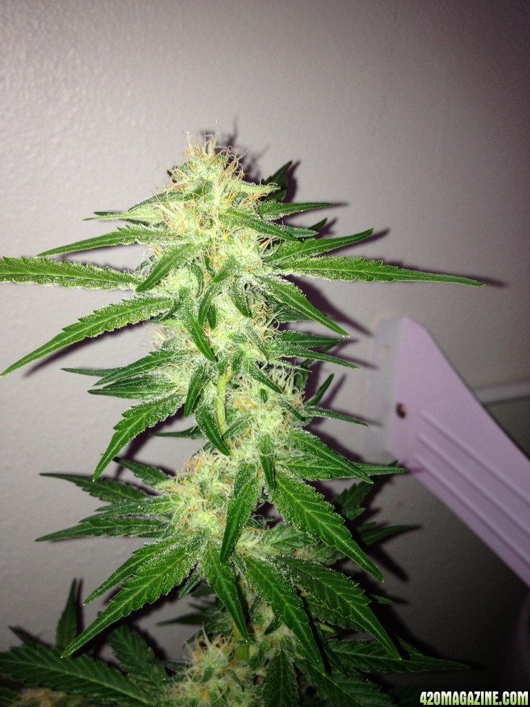 Grand Daddy Purp Grow from Seed