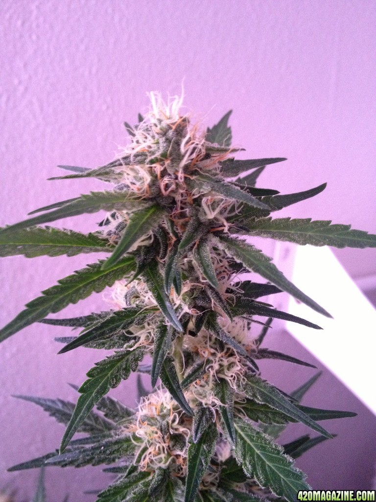 Grand Daddy Purp Grow from Seed