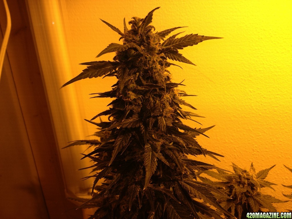 Grand Daddy Purp Grow from Seed