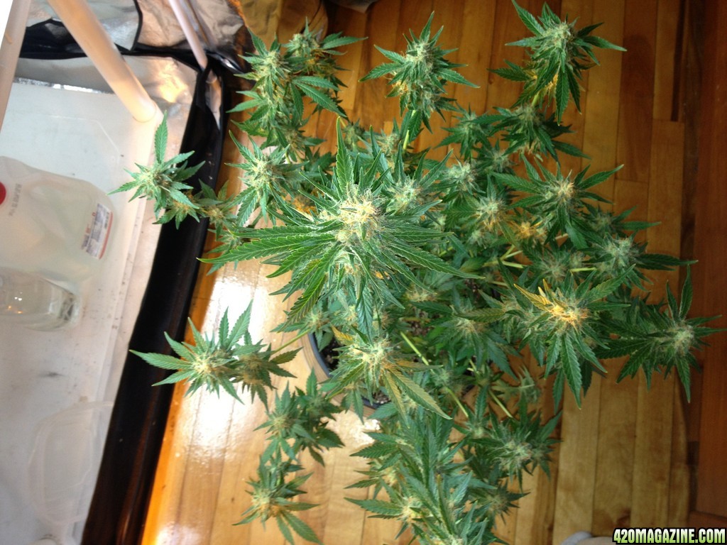 Grand Daddy Purp Grow from Seed