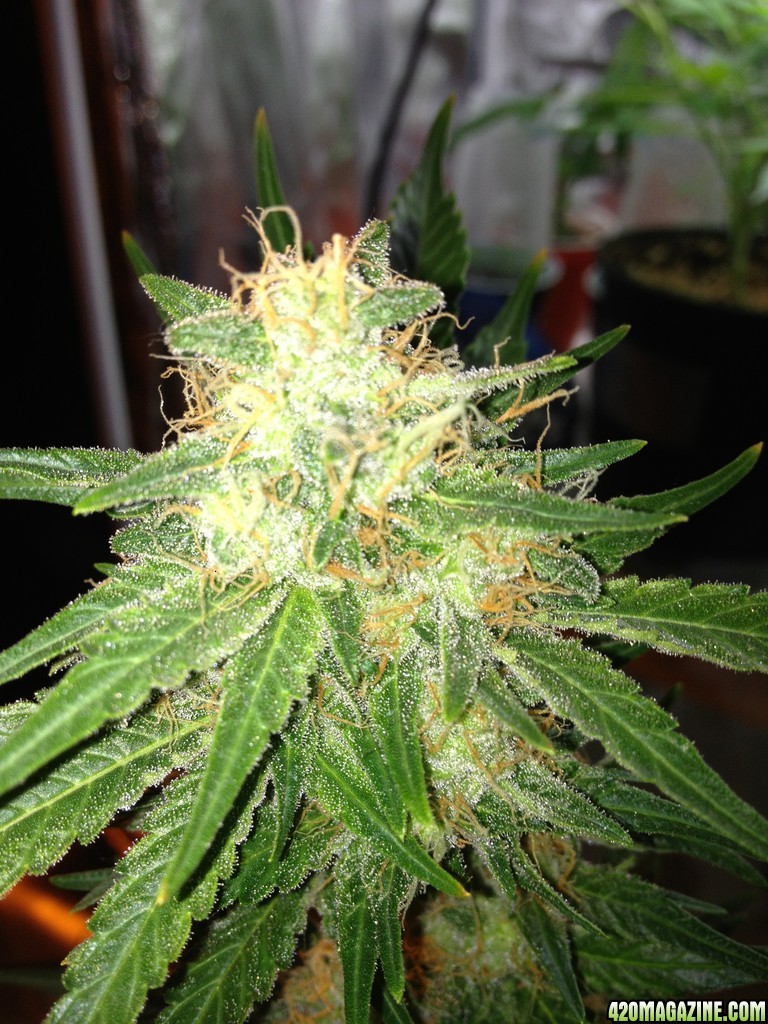 Grand Daddy Purp Grow from Seed